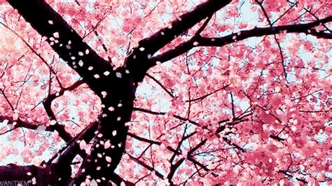 cherry blossom gif